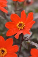 Dahlia 'Tally Ho' Gros plan de fleurs rouges et feuillage foncé