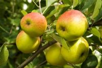 Malus 'Present of Holland' gros plan de pommes sur un arbre en automne