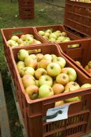 Malus - pommes cueillies dans des boîtes de rangement