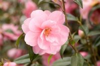 Camélia x williamsii 'Don' gros plan d'une délicate fleur rose