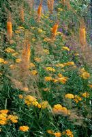 Parterre d'été aux couleurs dorées. Achillea 'Terracotta', Calamagrostis hortorum et Eremurus 'Cleopatra'
