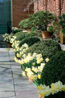 Pots de printemps avec Narcisse 'Ice Follies' et boules topiaires Buxus - Box dans les jardins de Filoli en Californie. NOUS