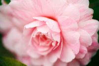 Camellia x williamsii 'Galaxie' - Gros plan extrême de fleur rose au printemps à Wisley RHS