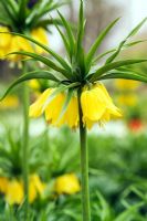 Fritillaria imperialis - Couronne impériale. Gros plan de fleurs jaunes au printemps à Wisley RHS