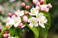Malus x zumi 'Professor Springer' Gros plan de fleur de pommier au printemps
