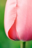 Tulipa 'Pink Impression' - Gros plan extrême de tulipe rose au printemps à Wisley RHS