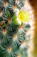 Cactus - gros plan d'épines et délicate fleur jaune