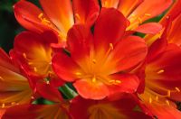 Clivia - gros plan de fleurs orange vif