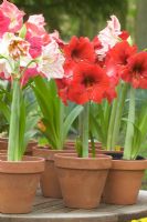 Hippeastrum - Amaryllis en pots sur table de jardin