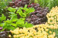 Parterre de printemps avec Hostas, Heucheras et Tulipa 'Bright Gem'