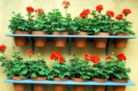 Pelargoniums en pots sur étagères