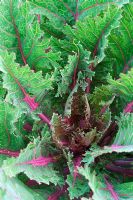 Brassica oleracea var. acephala - Kale 'Plume rouge'