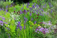 Iris sibirica planté entre des séries de canaux d'eau dans le jardin 'The Laurent Perrier - Trentham Awakes' à Chelsea FS 2005