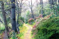 Chemin à travers le jardin boisé du printemps, Greencombe Gardens dans le Somerset