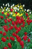 Tulipa 'Red Matador' avec 'White Triumphator' et Doronicum magnificum à Great Dixter dans le Sussex