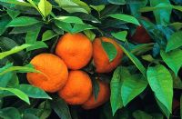 Agrumes - Oranges de Séville