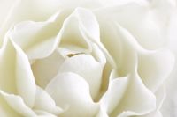 Rosa - gros plan extrême de pétales de rose blanche