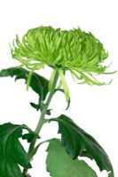 Chrysanthème - fleur vert lime avec feuillage