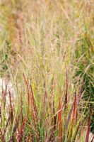 Panicum virgatum 'Heavy Metal' - Switch Grass