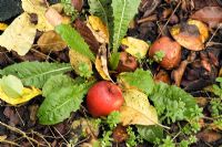 Pommes pourries sur tas de compost en automne