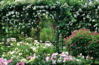 Treillis avec des roses à Mannington Hall Rose Garden
