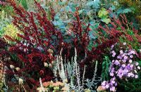 Parterre d'automne avec Atriplex hortensis - Orache rouge, Phlox paniculata 'Skylight' et Artemisia 'Valerie Finnis'