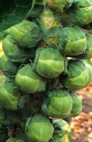 Brassica oleracea var. gemmifera - Choux de Bruxelles Choux 'Roger'