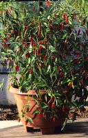 Capsicum annuum 'Apache' - Piments forts cultivés en pot