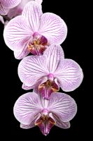 Phalaenopsis 'Malibu Merlot' - Orchidée