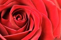 Rosa - Gros plan d'une rose rouge