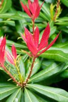 Pieris formosa var forrestii avec de nouvelles pousses rouges au printemps