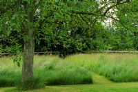 Juglans - Noyer dans un pré avec de longues herbes et des chemins fauchés à Pannells Ash Farm dans l'Essex