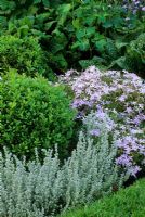 Combinaison de parterres de fleurs avec boîte topiaire, Phlox subulata et Artemisia à Pannells Ash Farm dans l'Essex