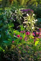 Parterre de fleurs avec Nicotiana sylvestris, Cosmos, Eryngium tripartitum et Asters à Pannells Ash Farm dans l'Essex