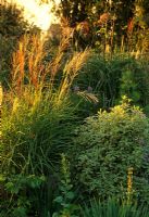 Miscanthus 'Undine' en parterre de fleurs en septembre à Pannells Ash Farm dans l'Essex