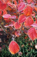 Hamamelis x intermedia 'Diane' - Hamamélis en couleur d'automne avec givre