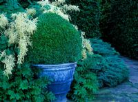 Pot avec Buxus sempervirens