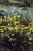 Ranunculus ficaria 'Brazen Hussey' - Petite chélidoine