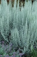 Artemisia ludoviciana 'Silver Queen'