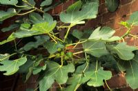 Ficus 'Dinde brune' - Figues