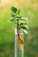 Coupe d'arbre de jade dans l'eau montrant de nouvelles racines - Crassula argenta
