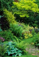 Jardin de campagne informel en été avec Hosta, Ferns et Robinia à Eastgrove Cottage Garden dans le Worcestershire.