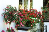 Jardinière colorée à fleurs d'été à l'ombre avec Impatiens - Busy Lizzies Fuchsias standard à côté.