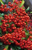Pyracantha 'Mohave'