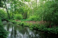 Stream dans le jardin de printemps avec Primula à Fairhaven Water Gardens à Norfolk