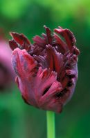 Tulipa 'Black Parrot' avec rosée en mai