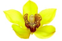 Cymbidium 'Valley Goddess Rajah' - Orchidée