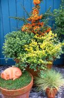Pots d'automne avec Hebe rakaiensis, Pyracantha 'Teton', Ilex crenata 'Golden Gem' et Festuca glauca 'Golden Toupee'