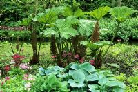 Gunnera au printemps Bog Bog à Fairhaven Water Garden, Norfolk