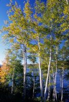 Betula papyrifera - Bouleau à papier dans le Maine, USA en automne